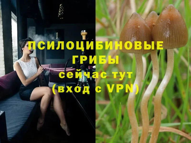 Псилоцибиновые грибы Psilocybe  закладки  Кувшиново 